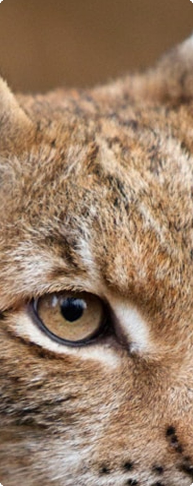 Efficiency Lynx Middle