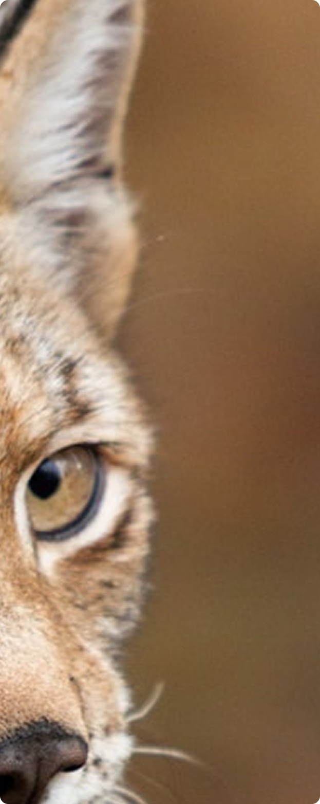 Precision Lynx Right