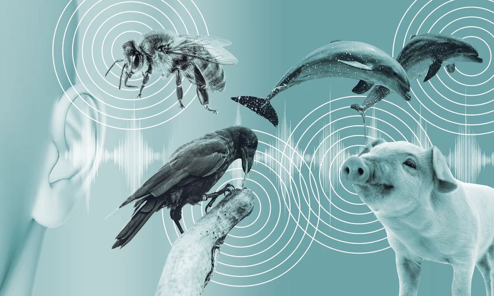 Communicating with animals through AI