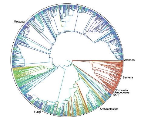 Figure 4 -Depiction of the ‘Tree of life’, showing the correlations between organisms (First comprehensive tree of life shows how related you are to millions of species)